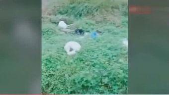 毛驴变成人搞笑视频-第1张图片-午夜成人福利影院