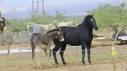 毛驴变成人搞笑视频-第3张图片-午夜成人福利影院