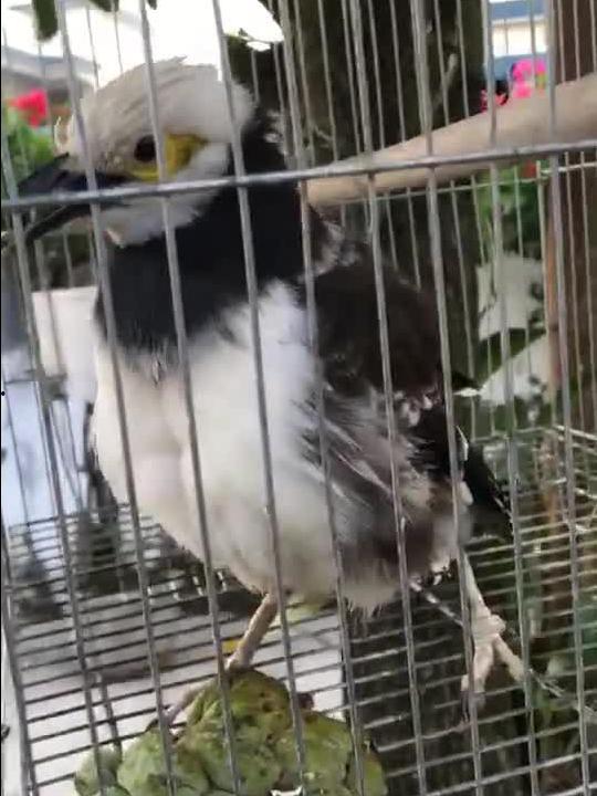 鸟变成人的视频在线观看,探索鸟变人奇幻之旅-第1张图片-午夜成人福利影院