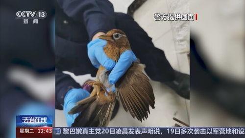 鸟变成人的视频在线观看,探索鸟变人奇幻之旅-第2张图片-午夜成人福利影院