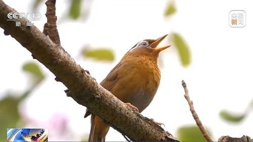 鸟变成人的视频在线观看,探索鸟变人奇幻之旅-第3张图片-午夜成人福利影院