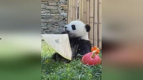 熊猫大侠变成人的样子视频,萌态可掬的动物英雄变身为英勇侠客-第2张图片-午夜成人福利影院