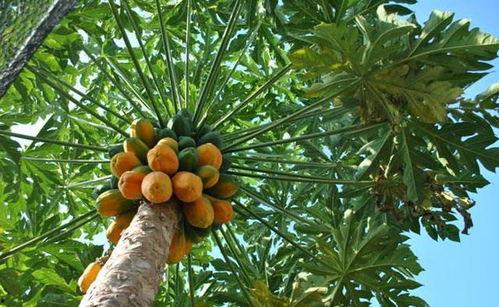 日本木瓜成人网站视频,激情四溢的视觉盛宴-第1张图片-午夜成人福利影院