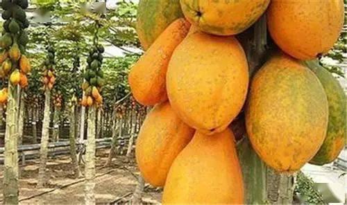 日本木瓜成人网站视频,激情四溢的视觉盛宴-第3张图片-午夜成人福利影院