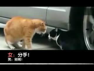 成人网站搞笑视频,笑到肚子疼！-第2张图片-午夜成人福利影院