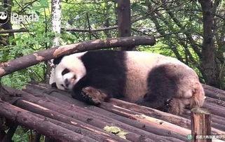 熊猫变成人的样子视频播放,揭秘人形萌宝的奇幻冒险-第1张图片-午夜成人福利影院