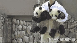 熊猫变成人的样子视频播放,揭秘人形萌宝的奇幻冒险-第2张图片-午夜成人福利影院