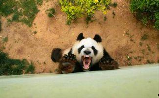 熊猫变成人的样子视频播放,揭秘人形萌宝的奇幻冒险-第3张图片-午夜成人福利影院