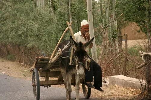 新疆成人礼毛驴视频-第3张图片-午夜成人福利影院 新疆成人礼毛驴视频-第3张图片-午夜成人福利影院